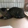 まん丸お目々のキジトラちゃん サムネイル3