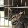 まん丸お目々のキジトラちゃん サムネイル4