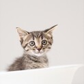 キジトラ子猫 チロル君 里親様募集です♡