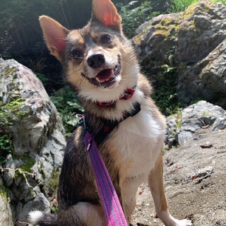 mix♀「ココアちゃん」