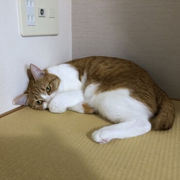 ベルの写真