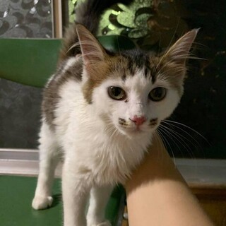 話しかけてくるなバジルちゃん！