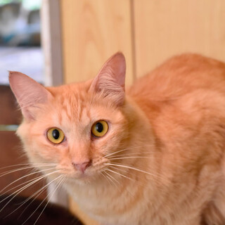 デキシーちゃん！