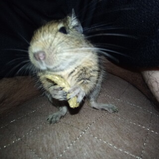 デグー　1歳　オス　里親募集