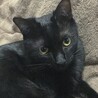 黒猫のウィズ さん