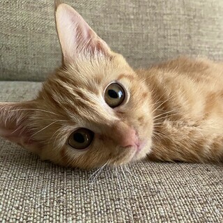 ボクは茶色のアメショなんだって。