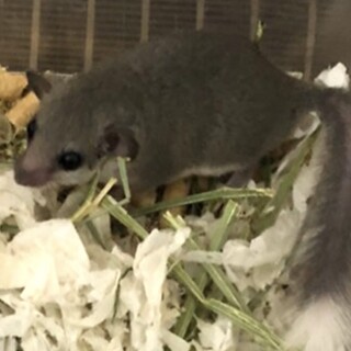 アフリカヤマネ　3ヶ月　パイド