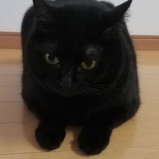 天真爛漫な黒猫ちゃんです
