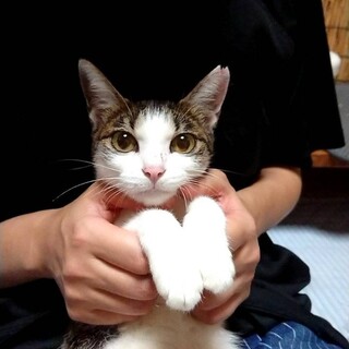 童顔女子 子猫のようなメルモちゃん