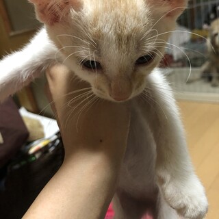引き受け先が決まりました♡有難うございました！