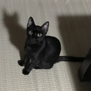 ジジそっくりの目鼻立ちぱっちりツヤツヤ黒猫姫