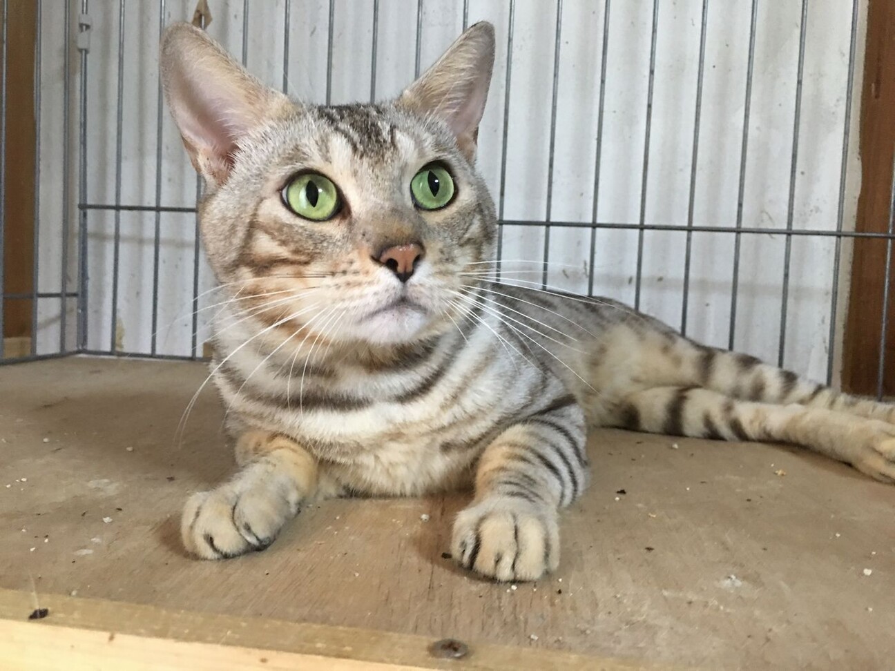 ホワイトベンガル 活発で 愛知県 猫の里親募集 ペットのおうち 月間利用者150万人