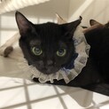 可愛い黒猫レイちゃんです♪