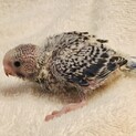 セキセイインコ 雛1羽