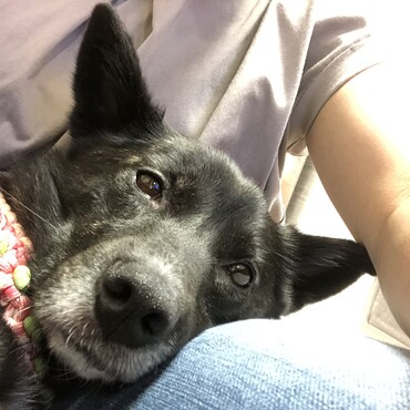 2年前の今日は夜間動物病院に最速で行った日。なるだけ元気で長生きしてね。