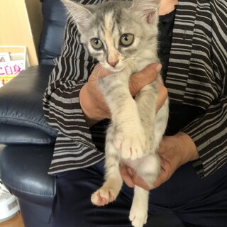 人が大好きなサビ三毛のいちごちゃん