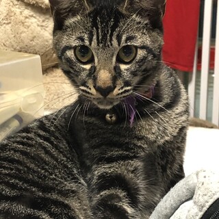 保護から３ヶ月たちました。家族を待っています。