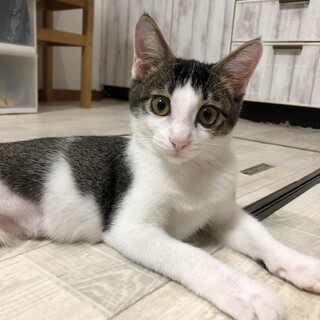 添い寝してくれる猫、未来ちゃんです♪
