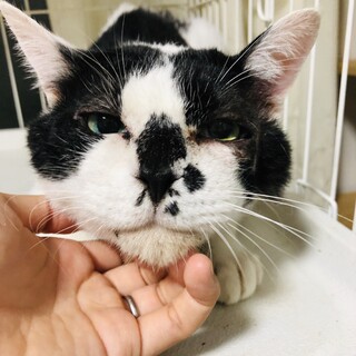 甘えん坊スリスリ鼻ブチ猫♬まろ君