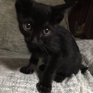 まんまるおめめの甘えん坊１ヶ月半