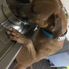 あんず氏