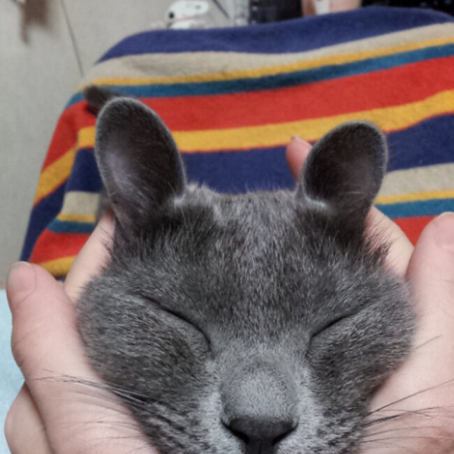 mechadock2002のカバー写真