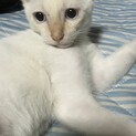 子猫2匹の里親募集！(1匹引渡しも可能です詳細有)