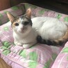 かつら