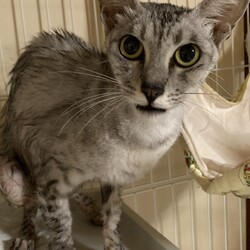 保護猫　ミント