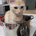 とても綺麗な色の猫です