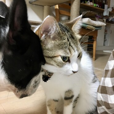 あんずに甘えるむぎ君
