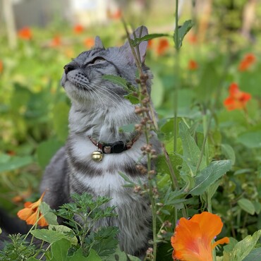 3年前に保護した猫で、優しい性格の持ち主です