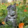 3年前に保護した猫で、優しい性格の持ち主です