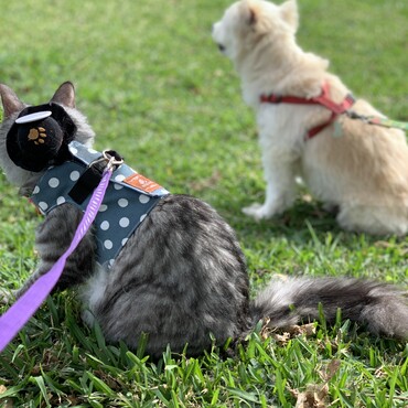 17歳の犬と3歳の猫どちらも子供の時に保護した子達です