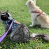 17歳の犬と3歳の猫どちらも子供の時に保護した子達です