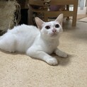 真っ白な美猫、メロくん