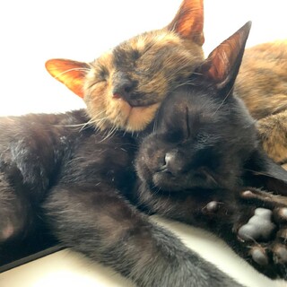 【狭い部屋から出して…！】4ヶ月クロ＆１歳サビ親子