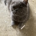 ブリティッシュメス8歳可愛い