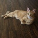 お目々の大きな甘えたチャオ君