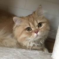 ゴールディ・金次郎