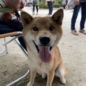 トライアル中止のため★再度お利口な柴犬くん１歳♂