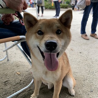 トライアル中止のため★再度お利口な柴犬くん１歳♂