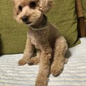 トイプードル５歳です