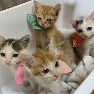 可愛い4匹の子猫