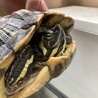 元気なキバラガメ　里親募集 サムネイル3