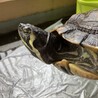 元気なキバラガメ　里親募集 サムネイル4