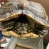元気なキバラガメ　里親募集 サムネイル5