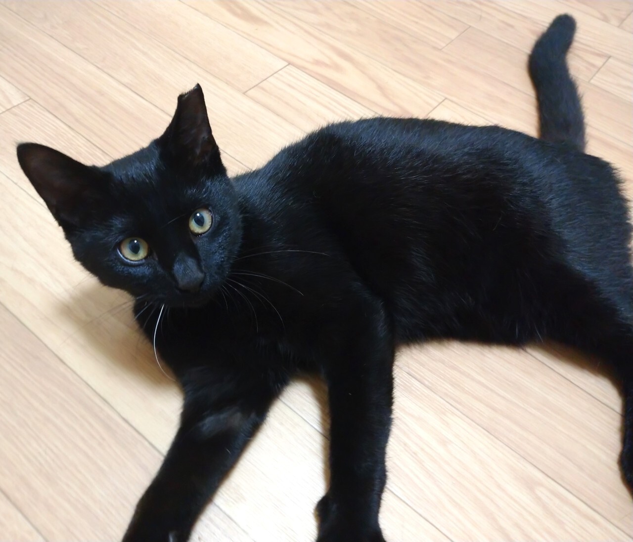 １本だけ白い髭がかわいい 北海道 猫の里親募集 ペットのおうち 月間利用者150万人