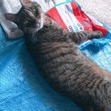 【里親さん急募】人懐っこいキジトラ