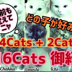 【全16Cats 御紹介】